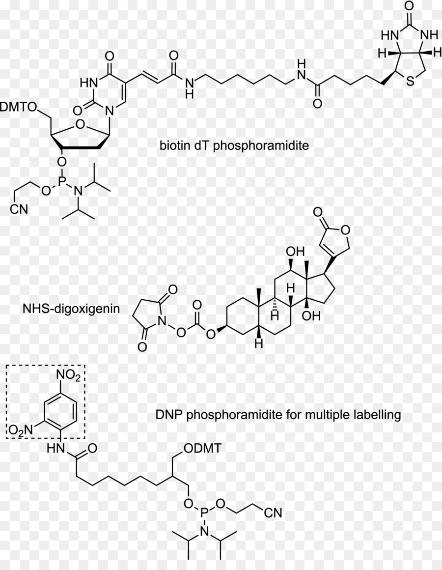 Oligonucléotide，La Digoxigénine PNG