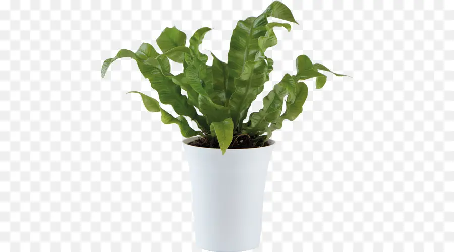 Plante Ornementale，Flowerpot PNG