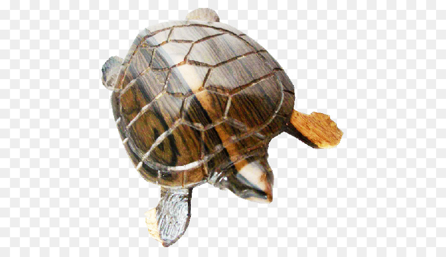 Tortues Boîtes，Tortue PNG