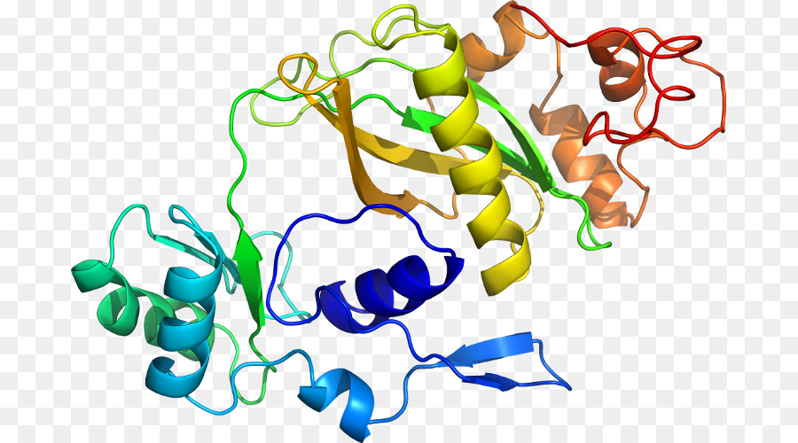 Structure Des Protéines，Molécule PNG