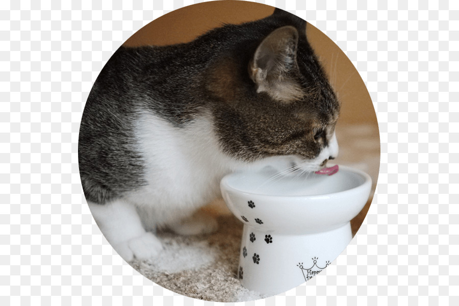 La Nourriture Pour Chat Chat Chien Png La Nourriture