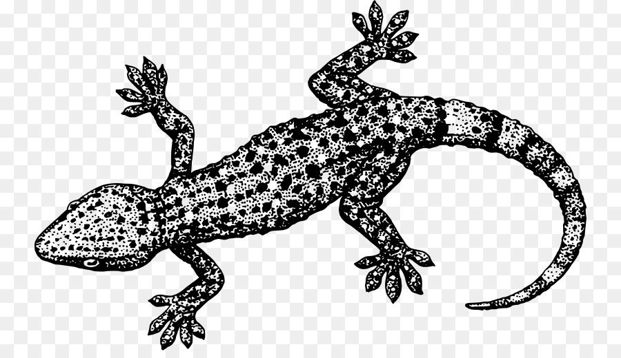 Lézard，Gecko Huppé PNG