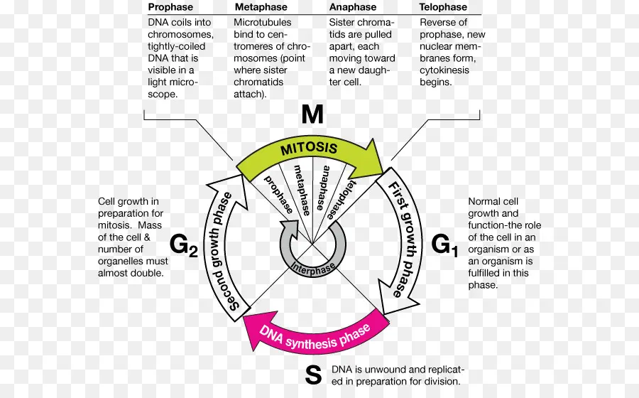 Diagramme Du Cycle Cellulaire，Biologie PNG