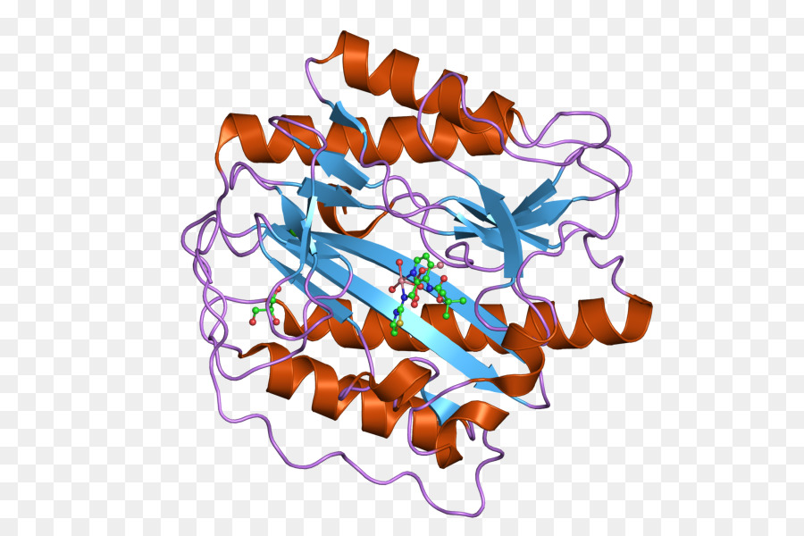 Structure Des Protéines，Molécule PNG