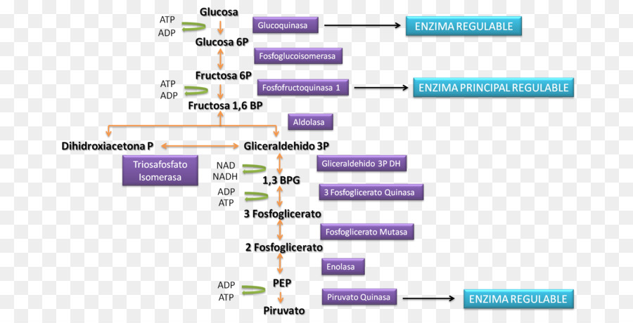 Université Publique De Navarre，Cmaptools PNG