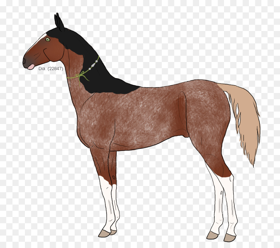 Cheval，équidé PNG