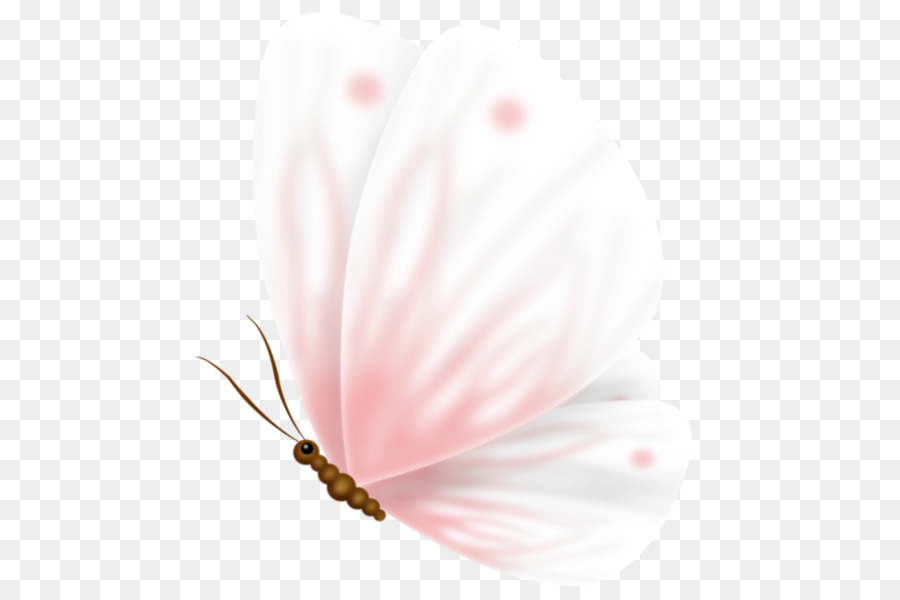 Papillon Rose，Papillon PNG