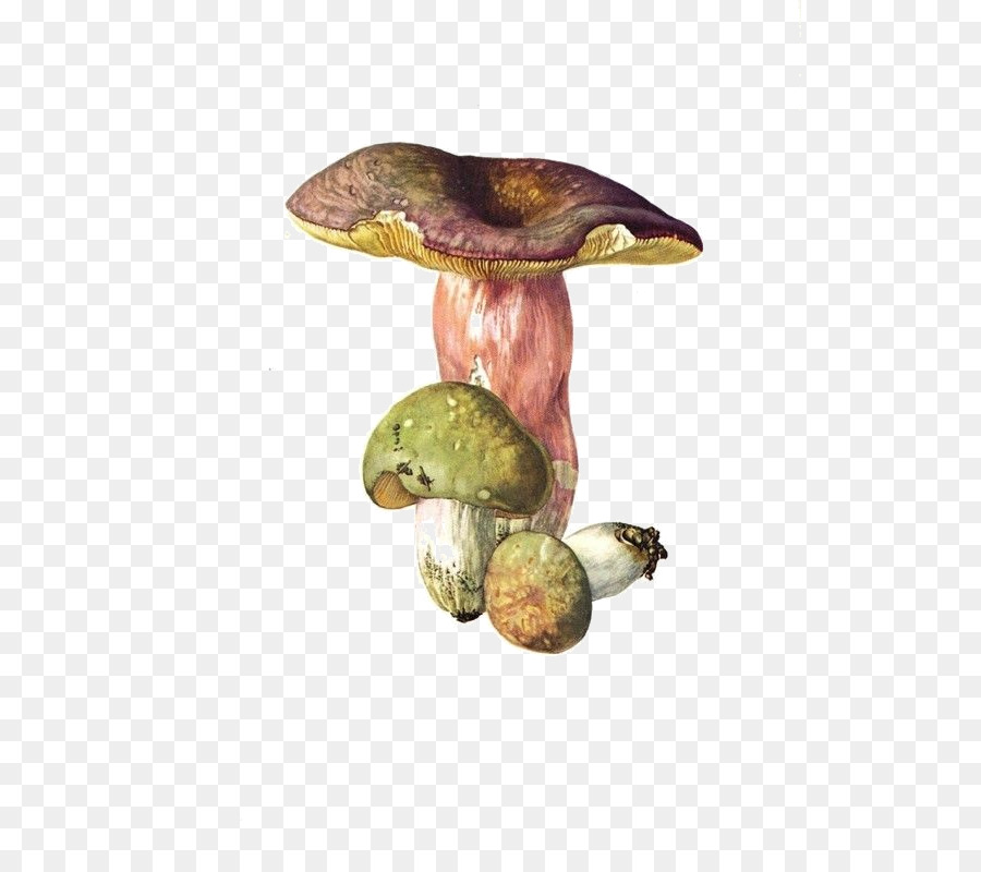 Champignon Comestible，Russula Virescens PNG