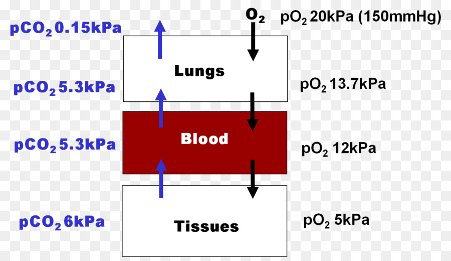 L Hémoglobine，Liaison Moléculaire PNG