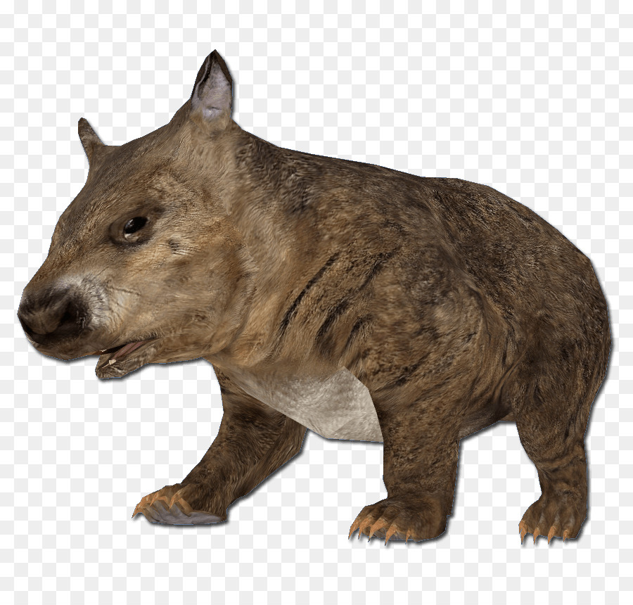 Wombat，Grizzli PNG