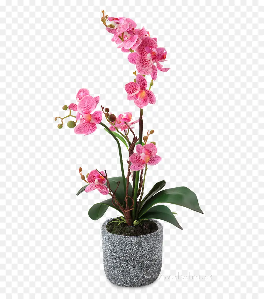 Orchidée Rose，Fleur PNG