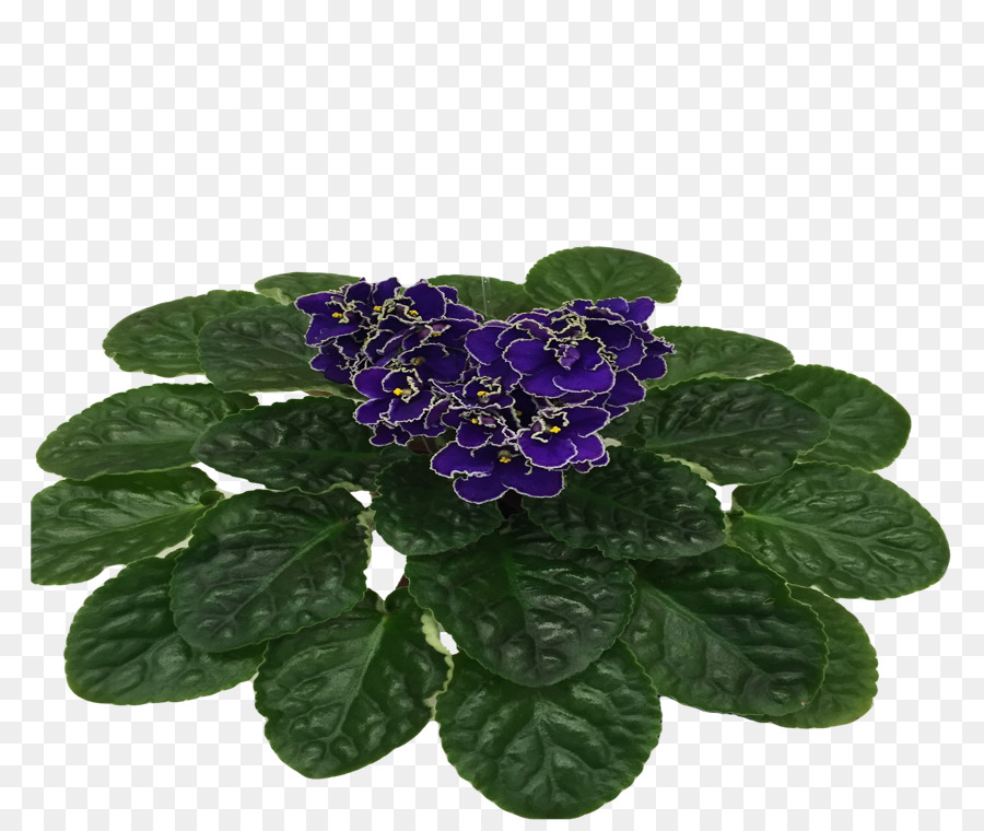 Flowerpot，Violet PNG