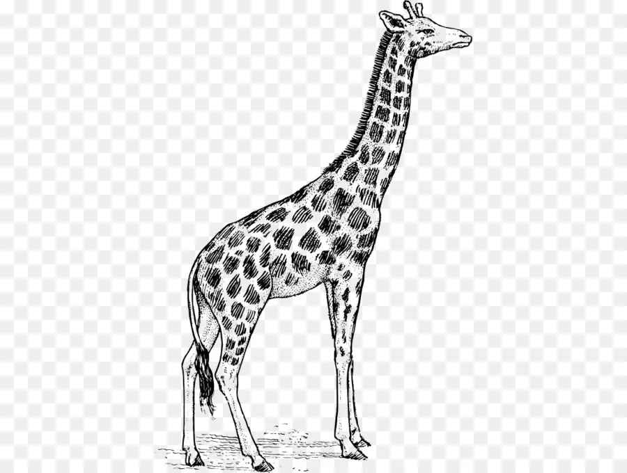 Girafe，Dessin PNG