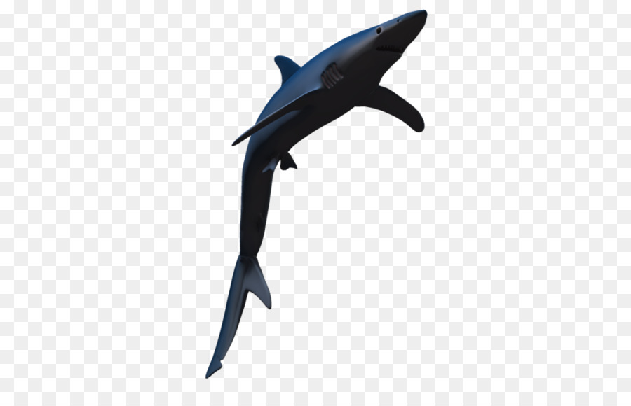 Requin，L Anguille PNG