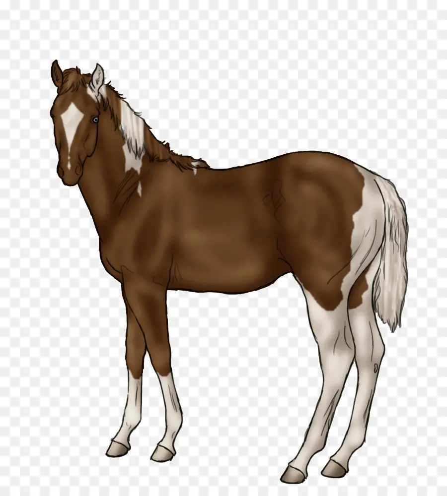 Cheval，Équin PNG