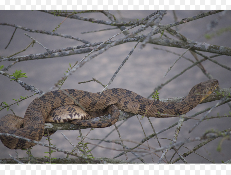 Serpent，Alligator PNG