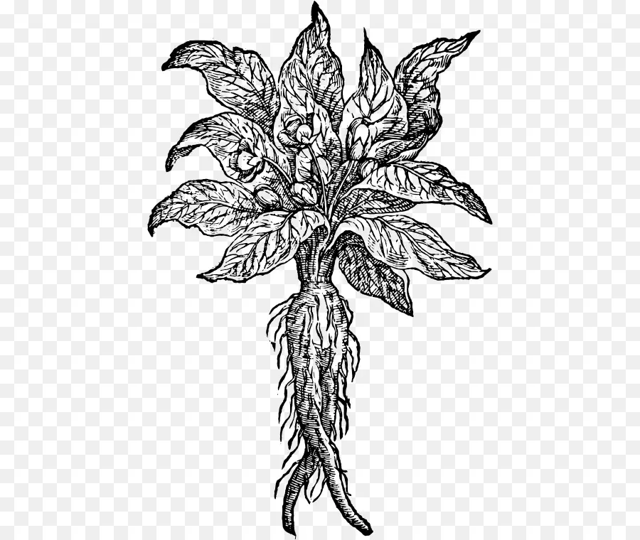 Mandrake，Dessin PNG