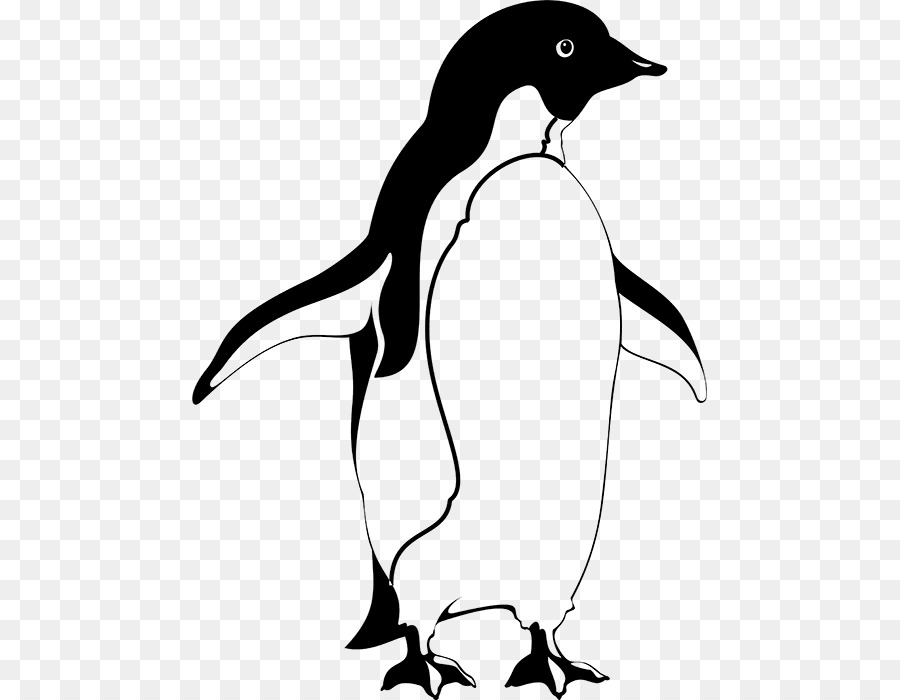 Pingouin，îles Galapagos PNG