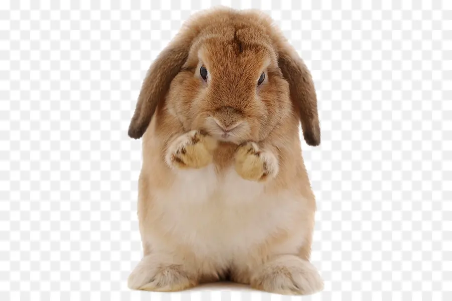 Lapin，Animal De Compagnie PNG