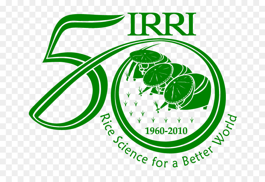 Institut International De Recherche Sur Le Riz，Riz PNG