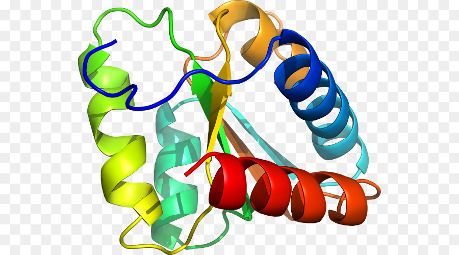 Structure Des Protéines，Biologie PNG