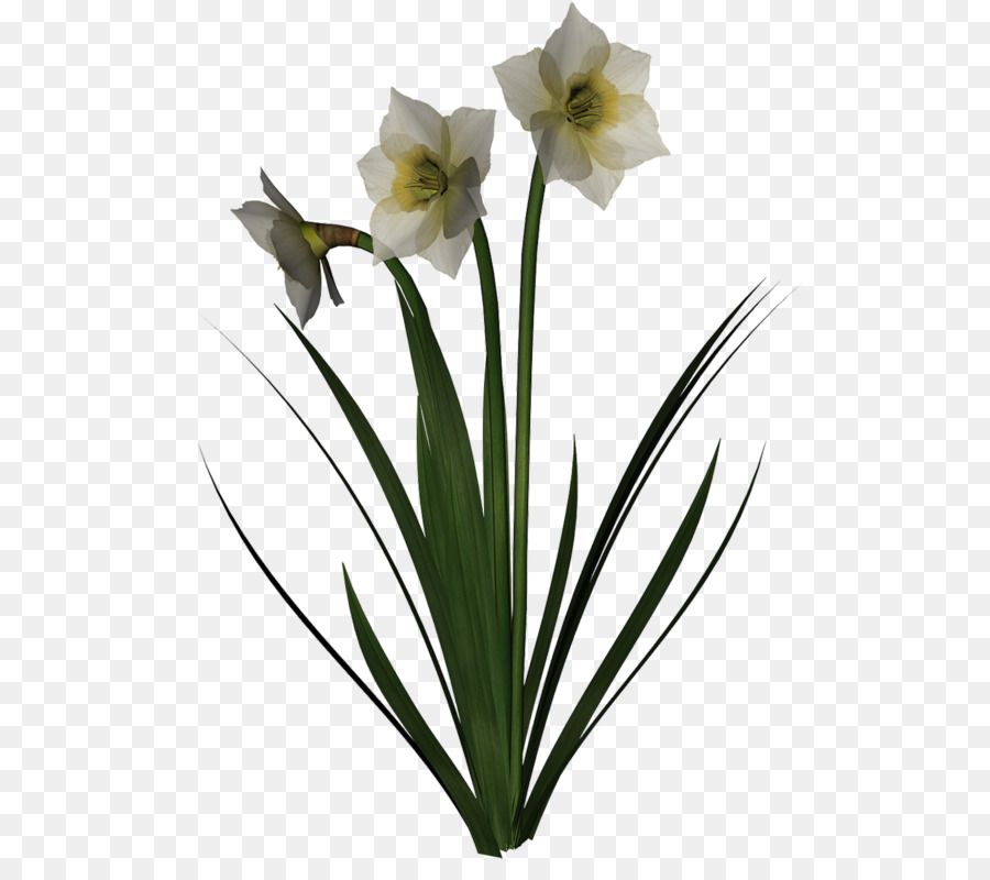 Fleur Jaune，Usine PNG