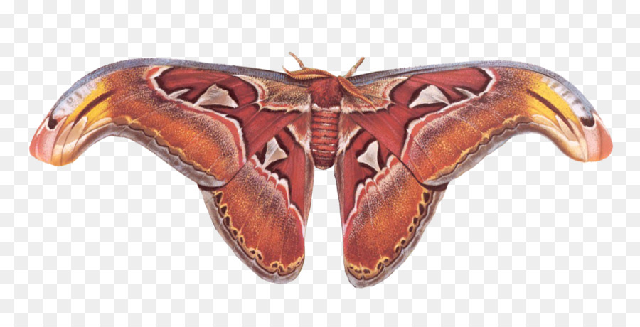 Papillon，Atlas Moth PNG