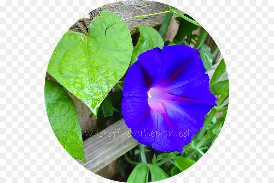 Plage Moonflower，Plante Annuelle PNG