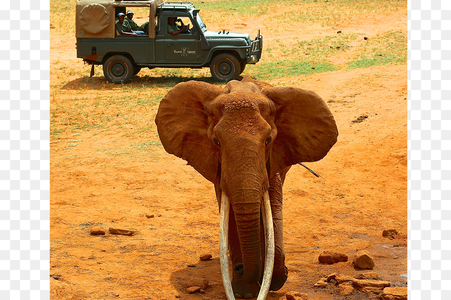 éléphant Indien，L éléphant D Afrique PNG