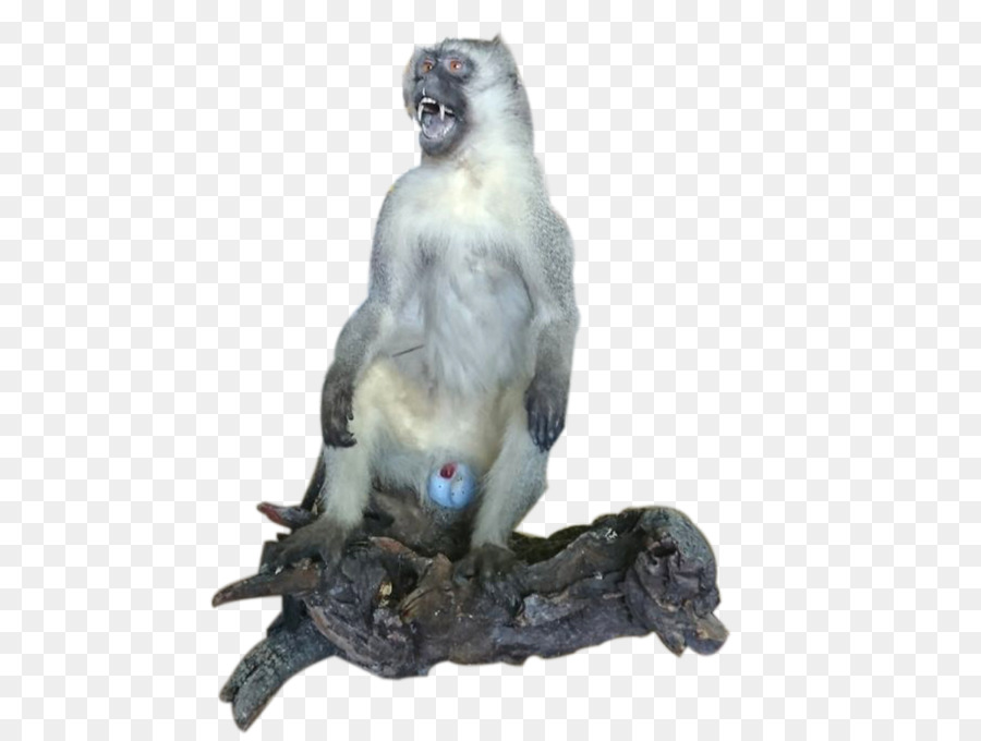 Vervet，Singe PNG