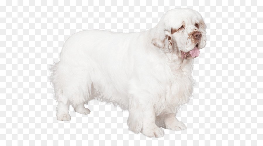 Chien Blanc，Animal De Compagnie PNG