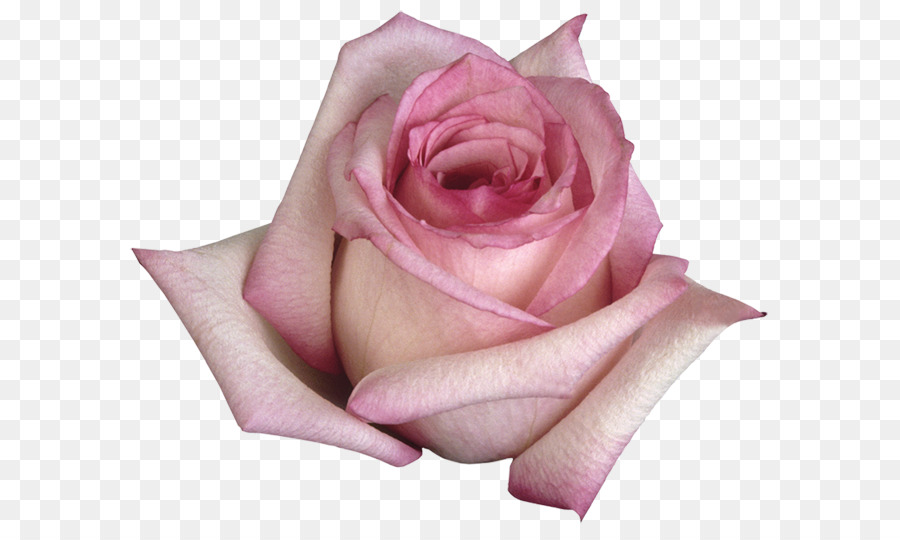 Plage Rose，Fleur PNG