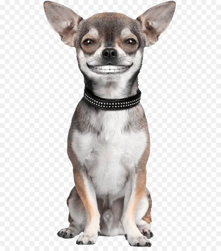 Chihuahua，Animal De Compagnie PNG