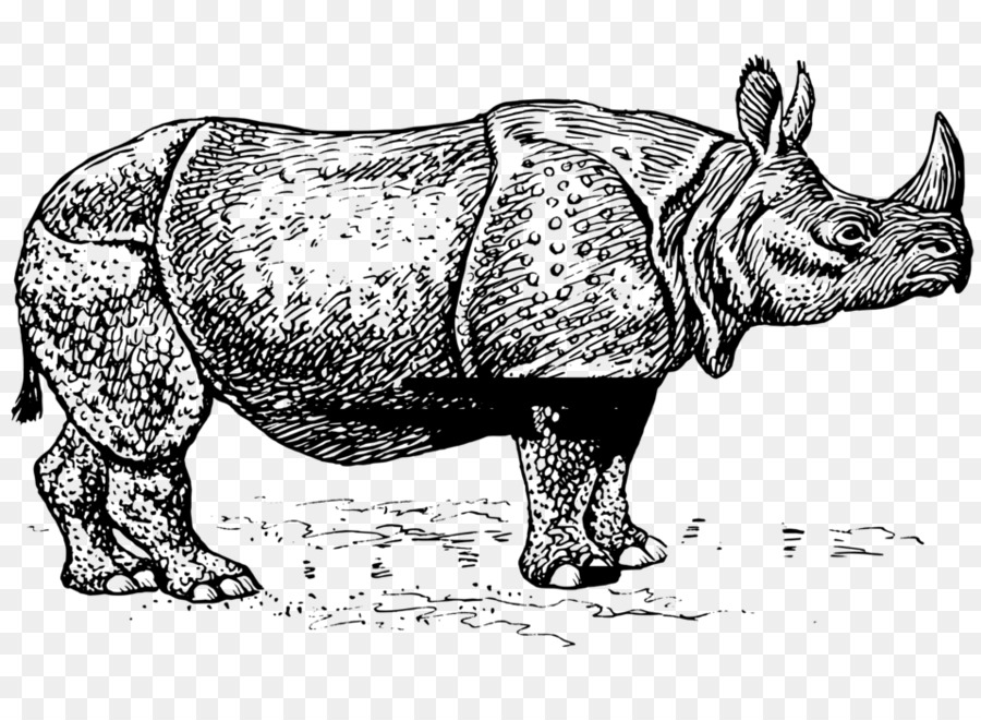 Rhinocéros Gravé，Dessin PNG