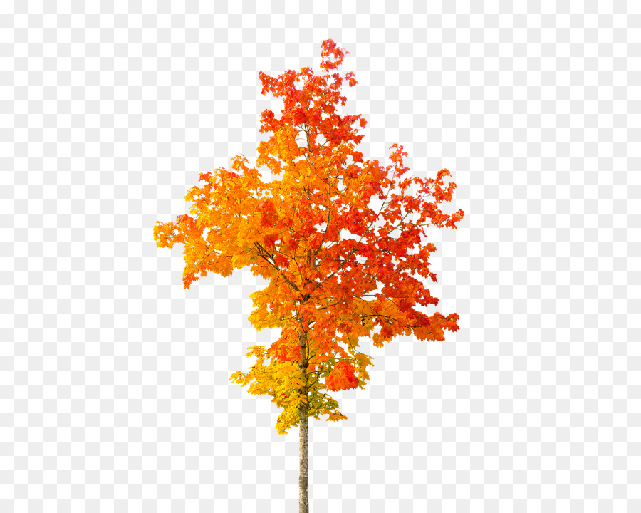 Arbre D'automne，Feuilles PNG