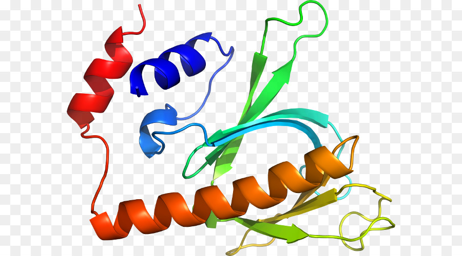 Structure Des Protéines，Molécule PNG