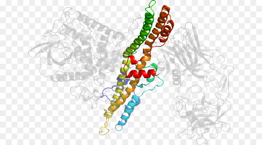 Structure Des Protéines，Molécule PNG