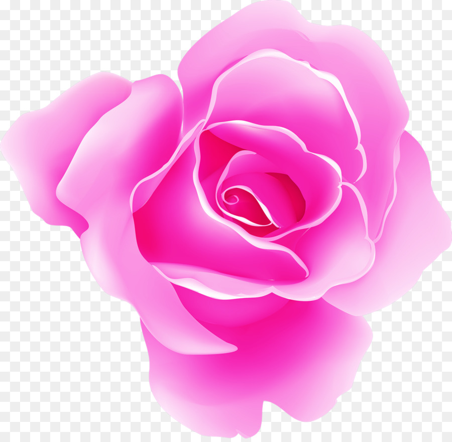 Roses Violettes，Floraison PNG