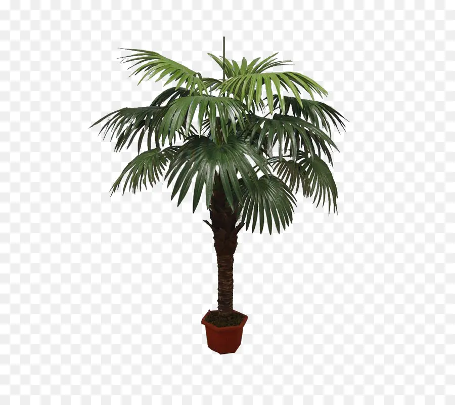 Plante Verte En Pot，Feuilles PNG