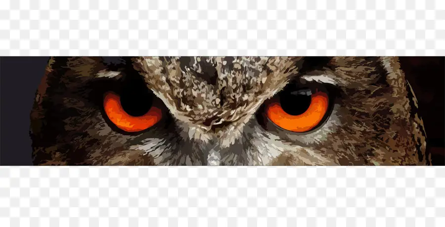 Yeux De Hibou，En Regardant PNG