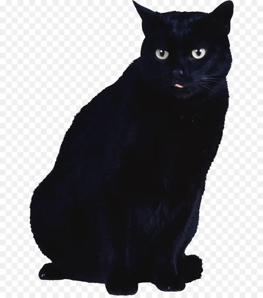 Chat Noir，Animal De Compagnie PNG