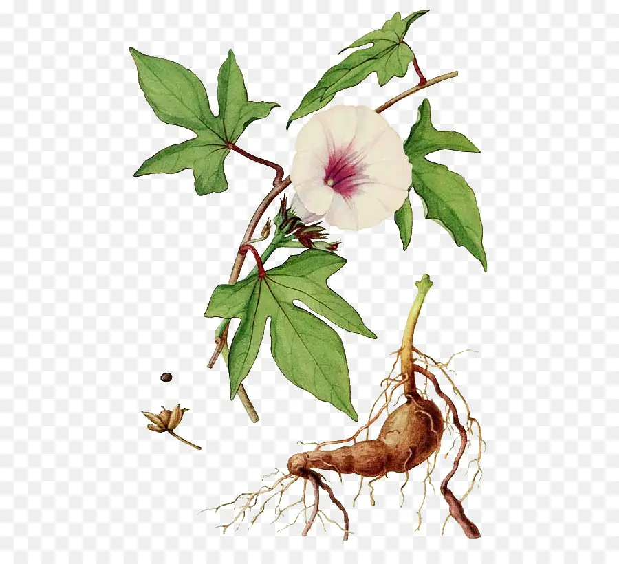 Illustration Botanique，Fleur PNG