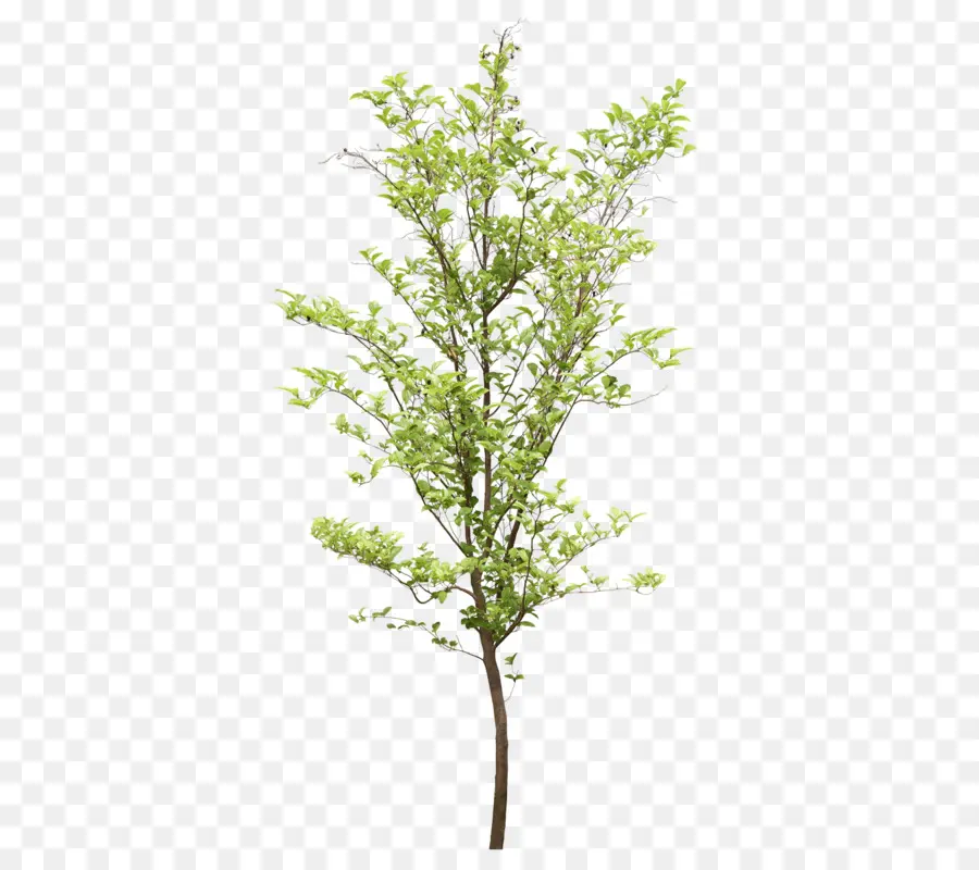 Arbre Vert，Feuilles PNG