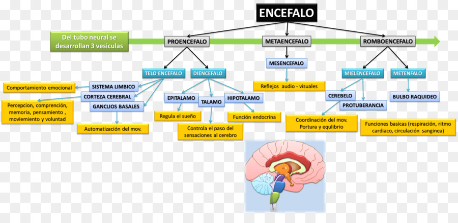 Diagramme Du Cerveau，Encéphale PNG