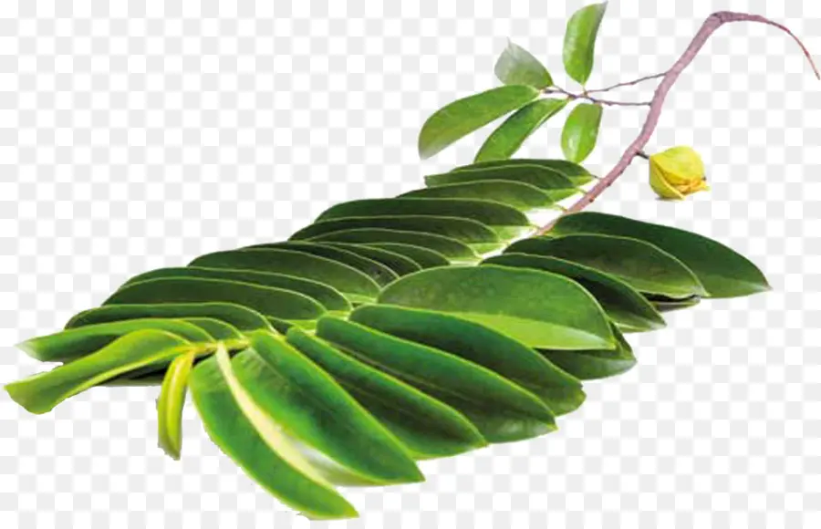 Feuille Verte，Bifurquer PNG