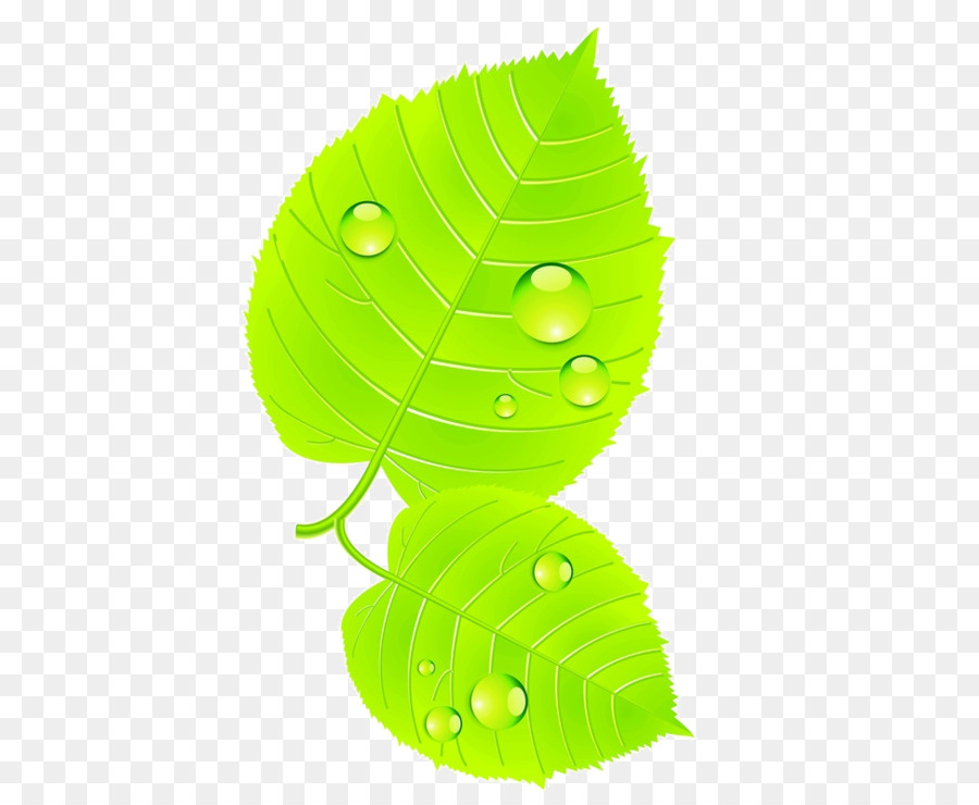 Feuille Verte，Gouttelettes D'eau PNG