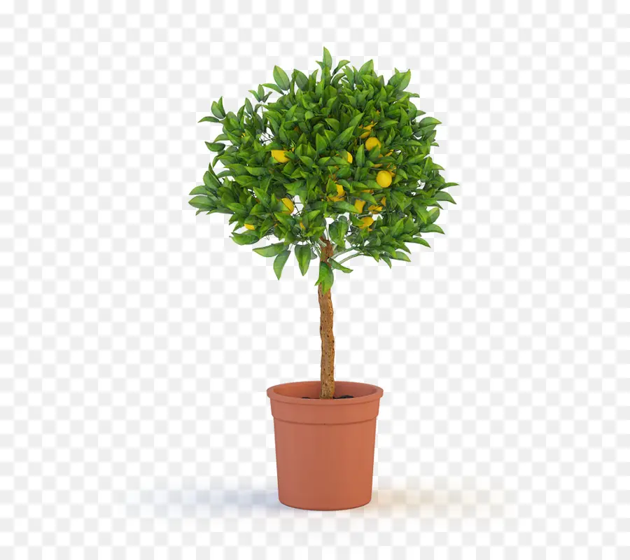 Ficus Microcarpa，Figuier Pleureur PNG