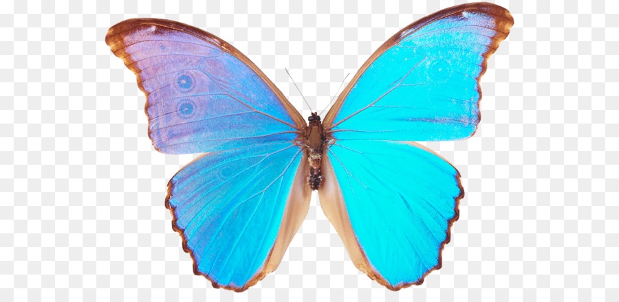 Papillon，Insecte PNG