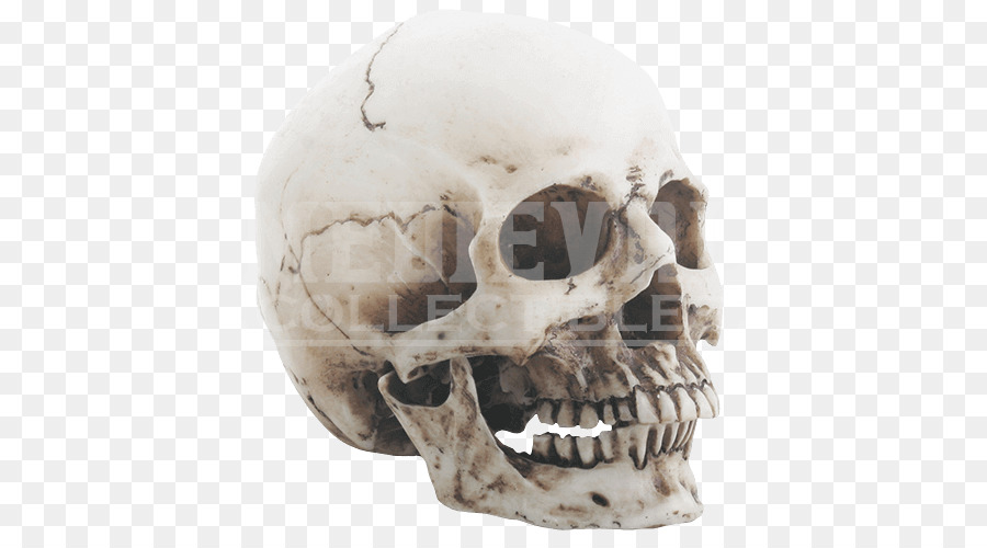 Crâne，Squelette PNG