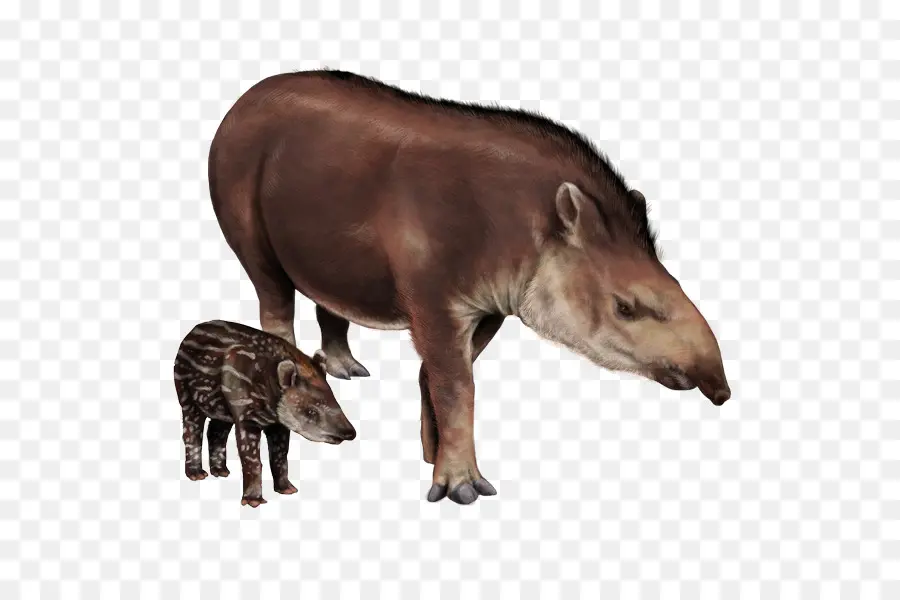 Tapir，Mammifère PNG